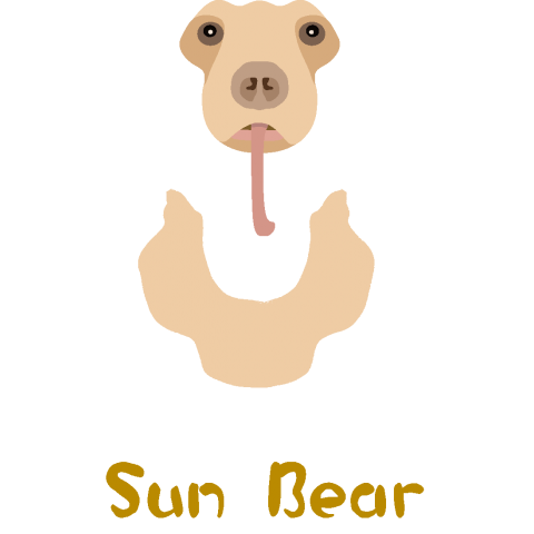 Sun Bear