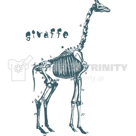 skeleton giraffe