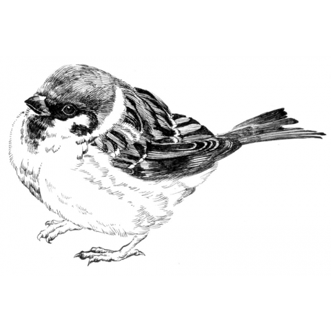 Fukura sparrow 福良雀 ワンポイント