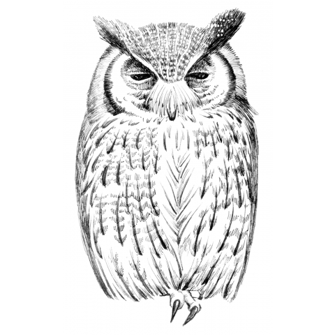 Northern White Faced Owl Sleepy アフリカオオコノハズク ねむい デザインtシャツ通販 Tシャツトリニティ