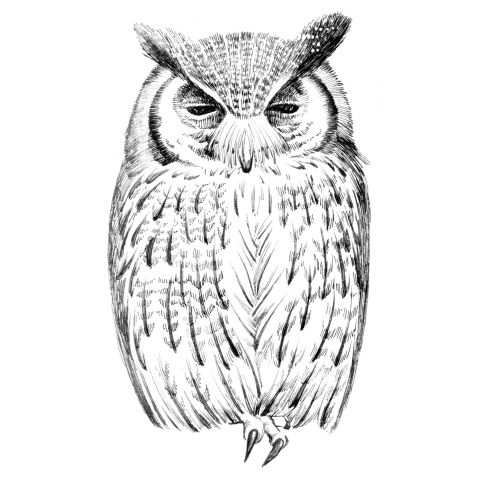 Northern white-faced owl (sleepy) アフリカオオコノハズク(ねむい)
