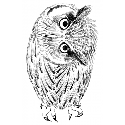 Northern white-faced owl (tilted neck) アフリカオオコノハズク(首傾げ)