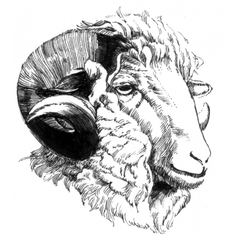 The Face Of Sheep 羊の顔