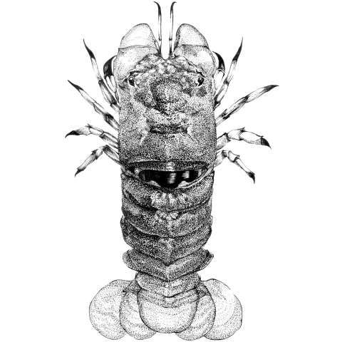 Scyllarides セミエビ