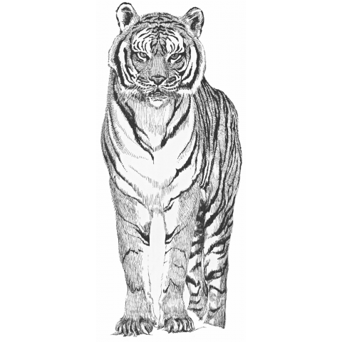 Bengal tiger ベンガルトラ