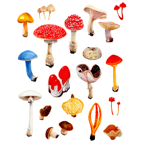 Mushrooms キノコ