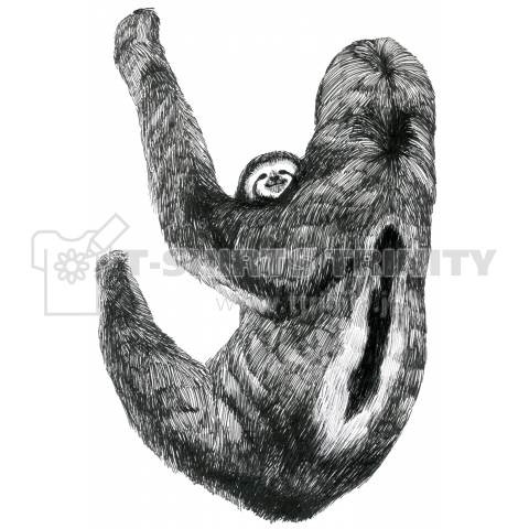 Three-toed Sloth of the Family  ミツユビナマケモノ親子