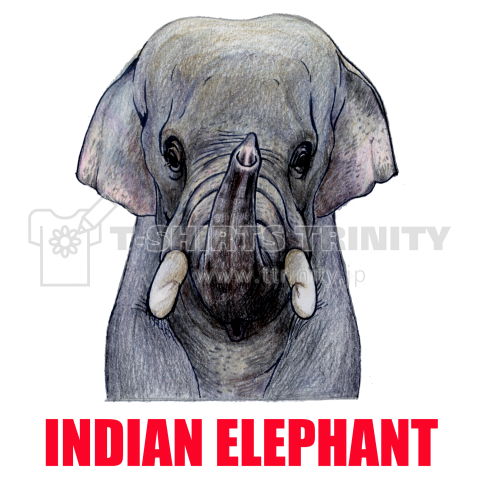 INDIAN ELEPHANT インドゾウ