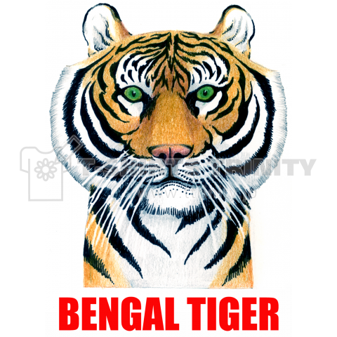 BENGAL TIGER ベンガルトラ