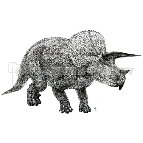 Triceratops(drawing)