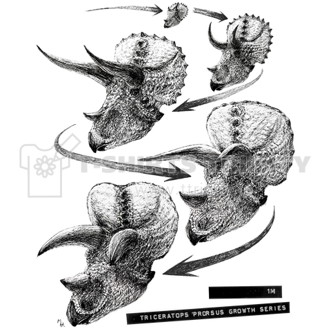 Triceratops prorsus growth series