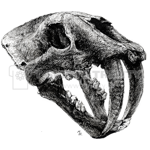 Smilodon Skull デザインtシャツ通販 Tシャツトリニティ