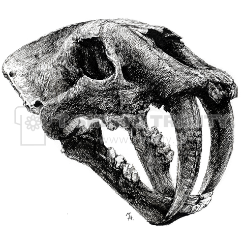 Smilodon(skull)