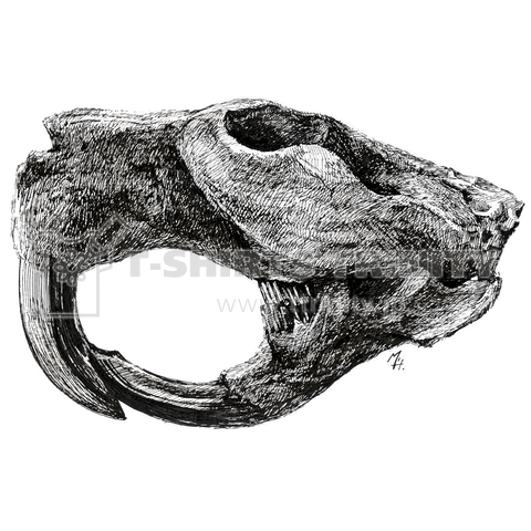 Castoroides ohioensis(頭の骨)
