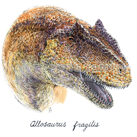 Allosaurus fragilis