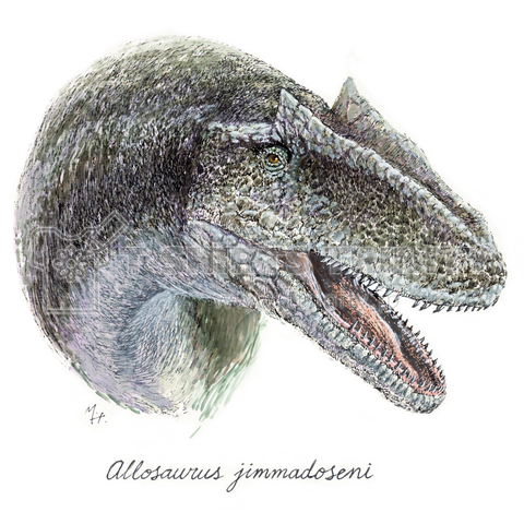 Allosaurus jimmadoseni