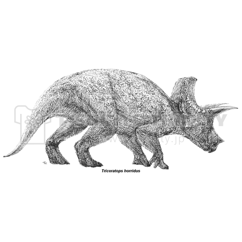 Triceratops horridus(トリケラトプス ・ホリドゥス)ペン画