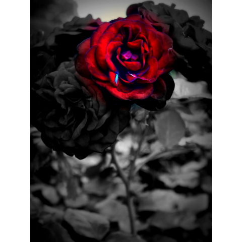 DARK ROSE