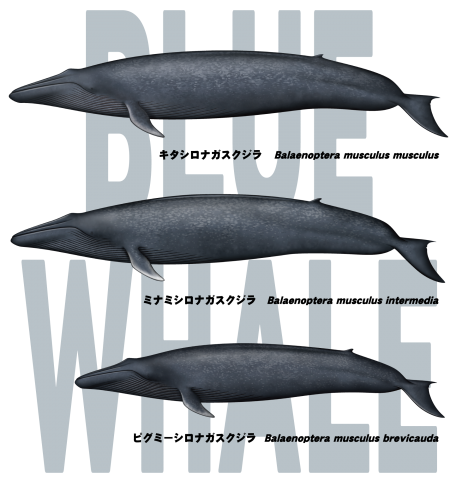 シロナガスクジラ 01 黒文字 前面プリント デザインtシャツ通販 Tシャツトリニティ