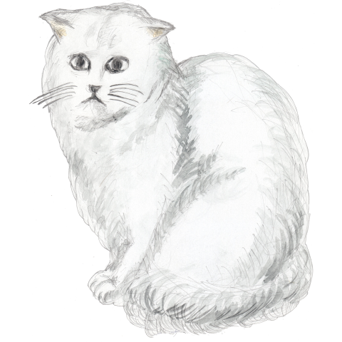 ペルシャ猫 デザインtシャツ通販 Tシャツトリニティ