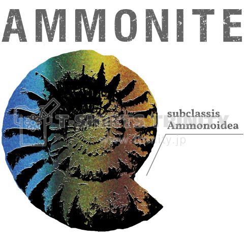 AMMONITE-3