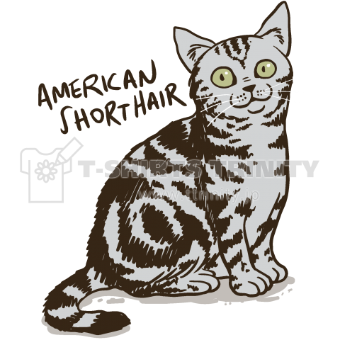 AMERICAN SHORTHAIR