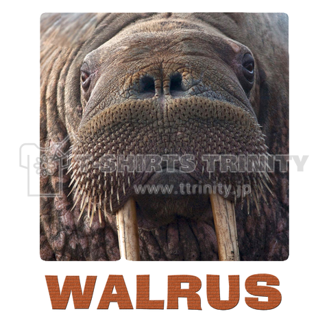 Wild Walrus セイウチ 文字あり裏 デザインtシャツ通販 Tシャツトリニティ