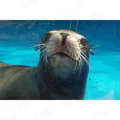 california sea lion(カリフォルニアアシカ)01文字なし表