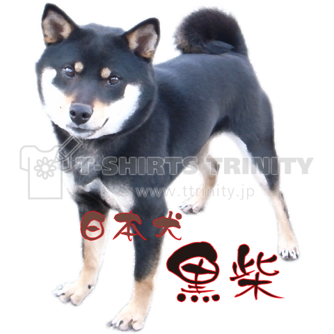 日本犬 黒柴 デザインtシャツ通販 Tシャツトリニティ