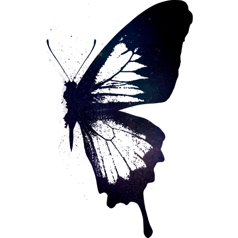 butterfly wing 02