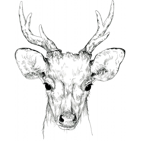 deer 2