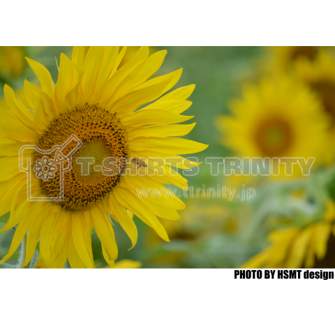 Sunflowers and honey bees