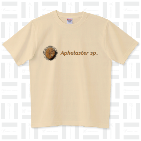 Aphelaster sp. ver.1.01