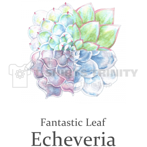 T-29 Fantastic Leaf Echeveria