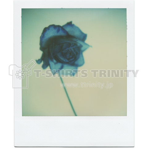 ポラロイド T 「blue rose」