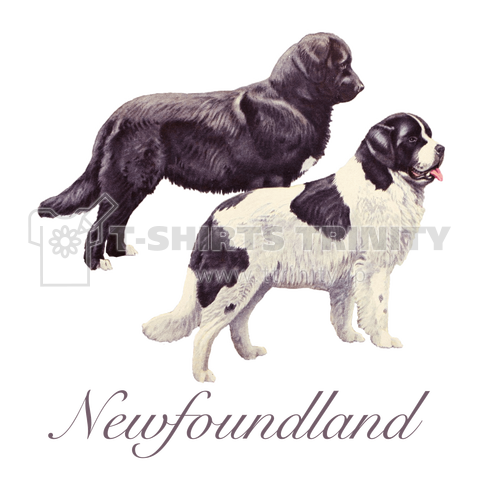 Newfoundland ニューファンドランド