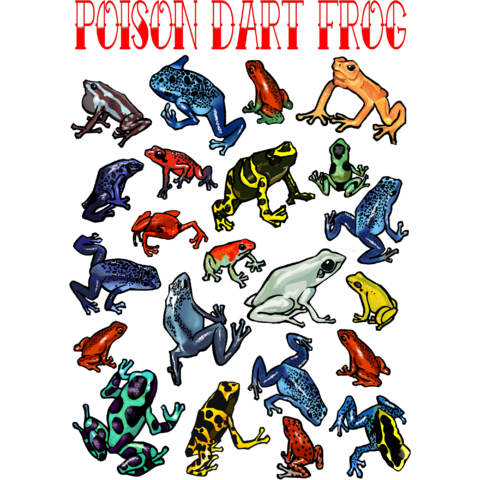 POISON DART FROG 2