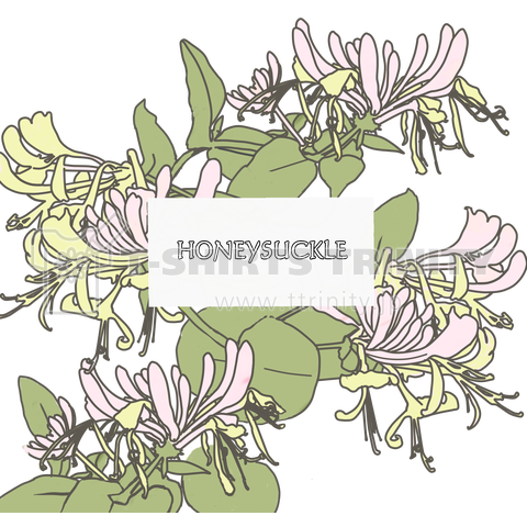 HONEYSUCKLE