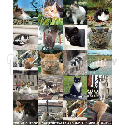 outdoor cat portraits