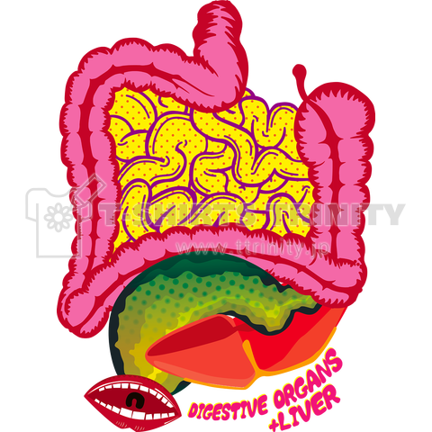 消化器官と肝臓