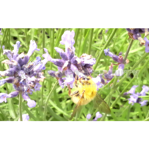 Bee and Lavender