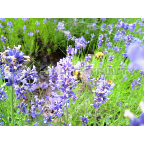 Bee and Lavender 2