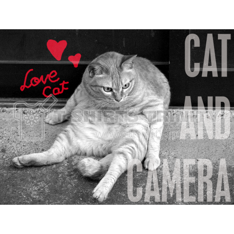 猫とカメラ(おでぶねこ)