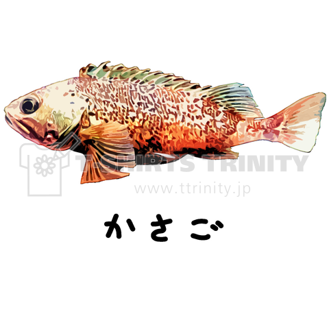 かさご♪カラー♪live fish