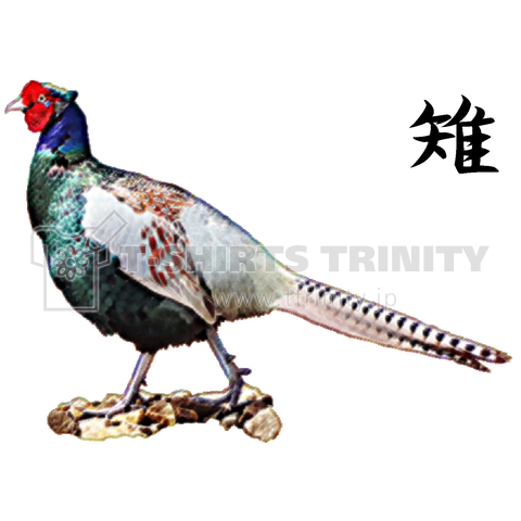 野鳥_雉(キジ)