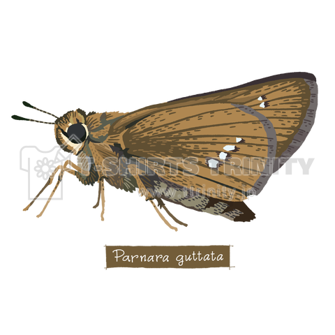 イチモンジセセリ(Parnara guttata)