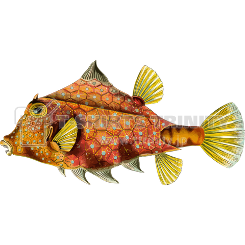 フグ 魚