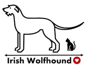 Irish Wolfhound T