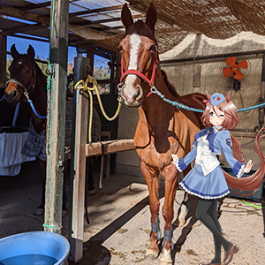 かわいい馬たち日和