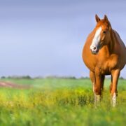 Caring for your mare Equivac